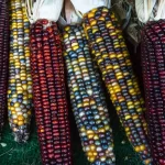 Indian corn -Large Ear